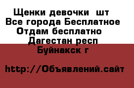 Щенки девочки 4шт - Все города Бесплатное » Отдам бесплатно   . Дагестан респ.,Буйнакск г.